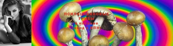 стаф Вязьма